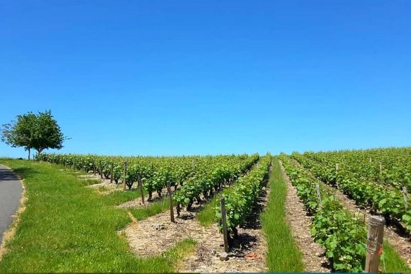Gite Au Bord Du Cher "La Mesange Verte" Savonnières Dış mekan fotoğraf